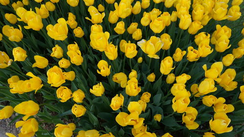 Full frame shot of yellow flowers