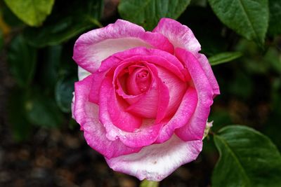 Close-up of pink rose