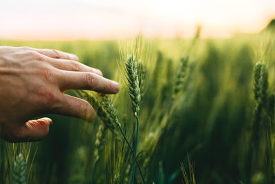 Close-up of wheat growing on field