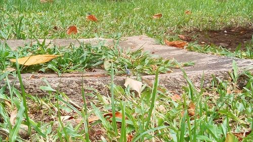 Close-up of plants growing on field