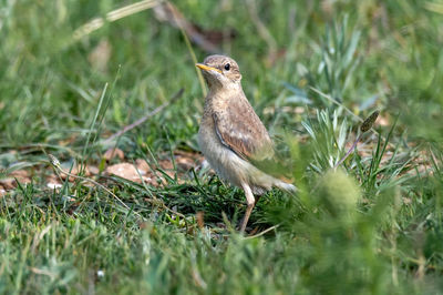 View of a bird on field