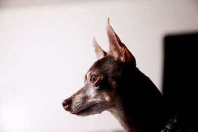 Close-up of chihuahua