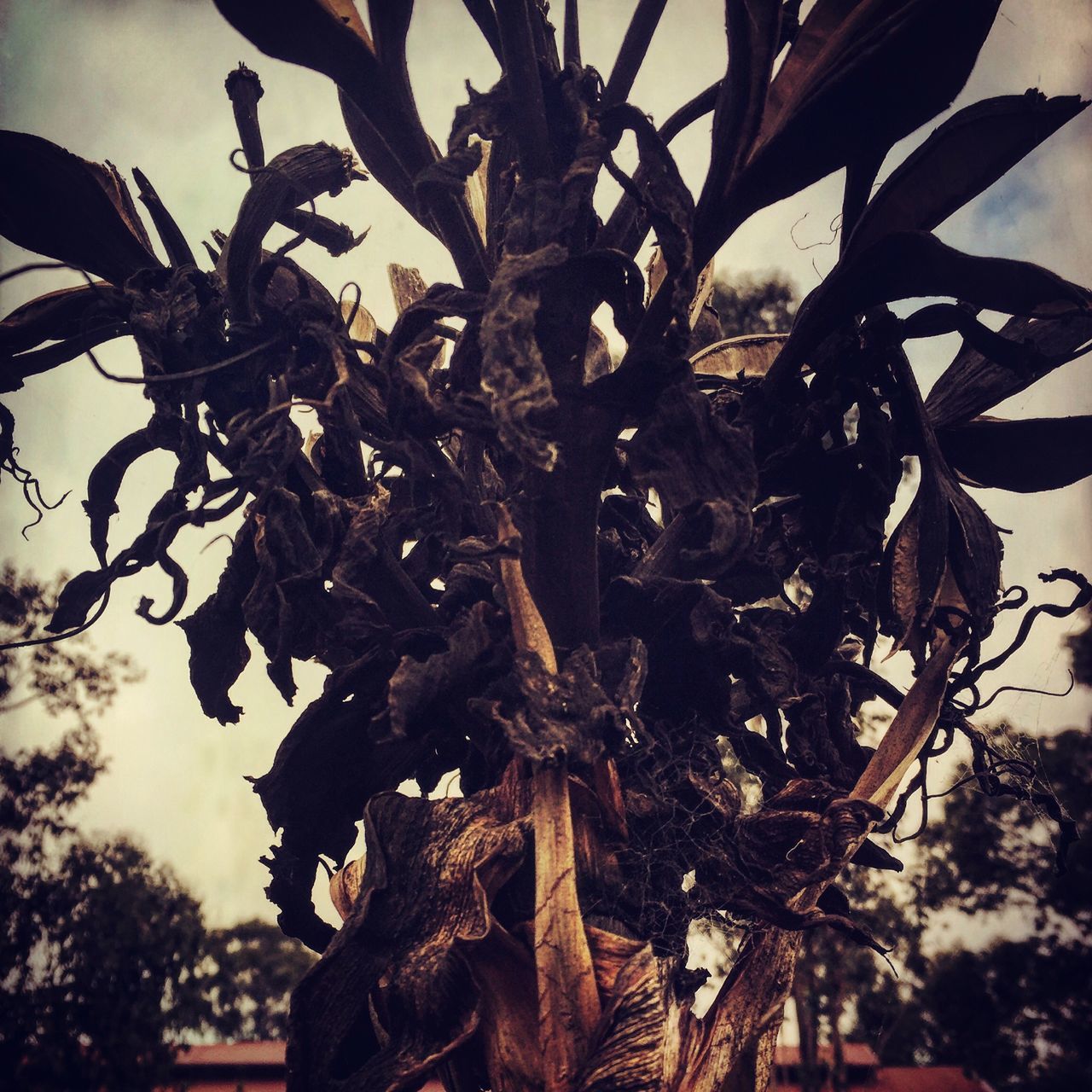 low angle view, tree, growth, branch, sky, leaf, nature, plant, close-up, tranquility, outdoors, day, beauty in nature, tree trunk, no people, sunlight, silhouette, cactus, growing, dead plant