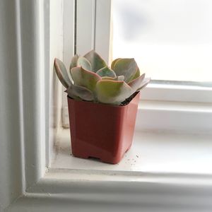 Close-up of ice cream on window sill at home