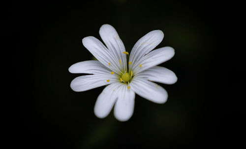 Close-up of white flowers