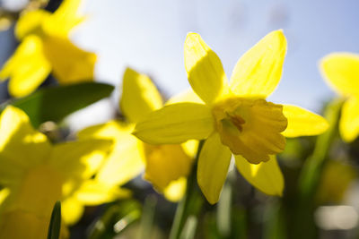 Close-up of yellow flowers blooming outdoors