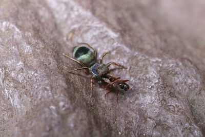 Close-up of insect on rock