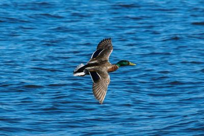 Close-up of bird flying over water