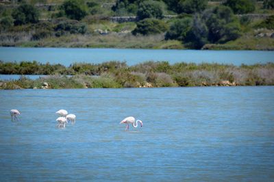 Flamingos in the nature reserve of vendicari