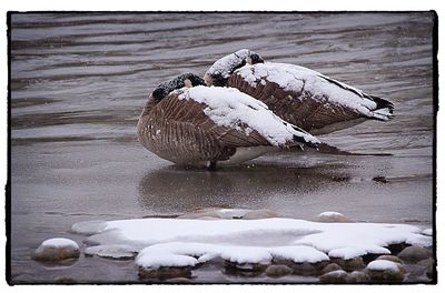 Swan on lake shore