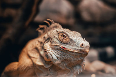 Close-up portrait of an orange colored male green iguana 