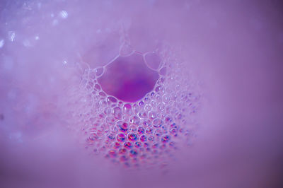 Close-up of purple flower