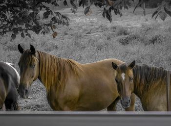 Horse standing on field