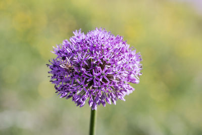 Alium flower