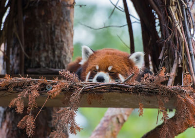 View of an red panda sleeping on tree trunk