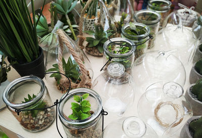 High angle view of plants in glass jar on table