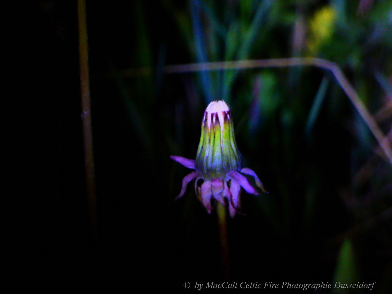 CLOSE-UP OF PURPLE FLOWER