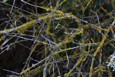 Close-up of spider web on plant during winter