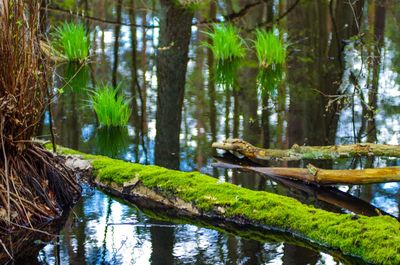 Scenic view of forest