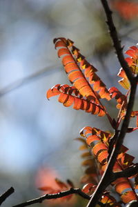 Close-up of leaves