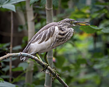 Close-up image of brown pond heron or ardeola bird on a tree branch.