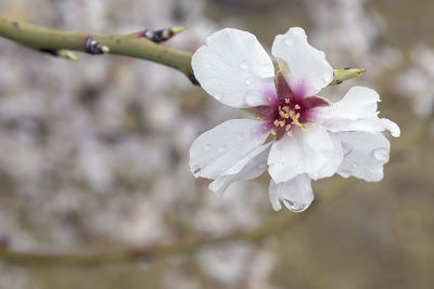 Close-up of fresh white flower blooming outdoors