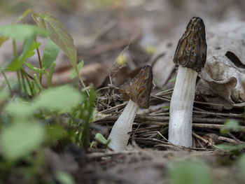 Close-up of mushroom growing on field