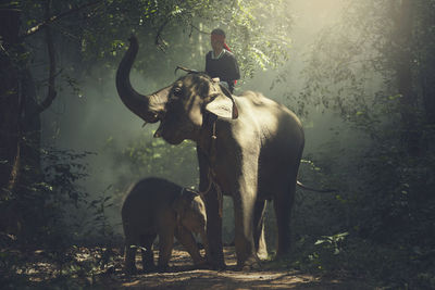 Young man riding on elephant at forest