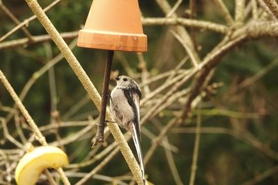 Close-up of tail tit at feeding place in winter