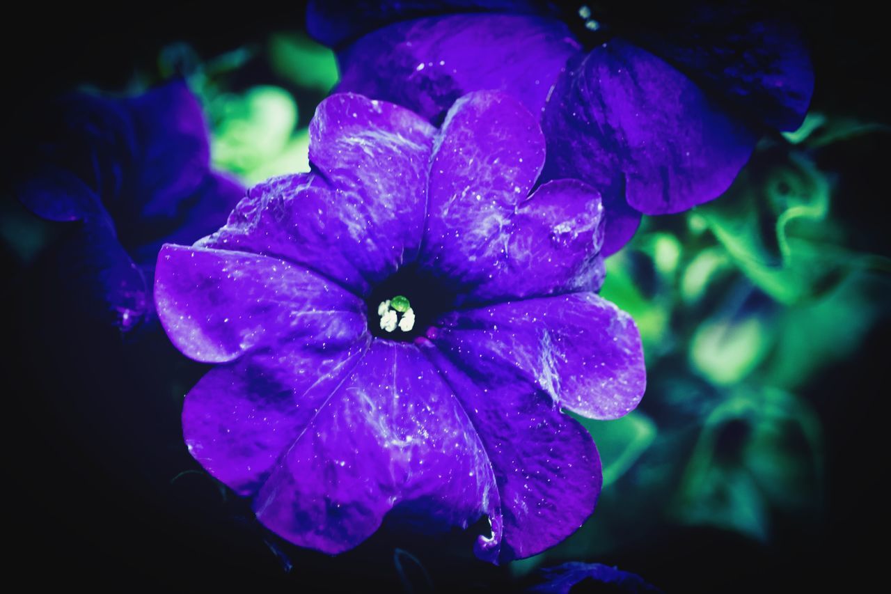 petal, flower, growth, beauty in nature, fragility, flower head, nature, purple, focus on foreground, freshness, drop, close-up, no people, plant, blooming, day, outdoors, periwinkle, water