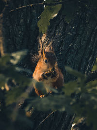 Close-up of squirrel on tree