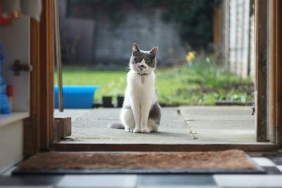 Cat sitting in front of door