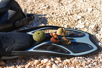 Shells on a fin at a pebble beach on island pag.