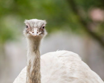 Close-up portrait of ostrich