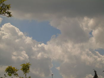 Low angle view of trees against sky