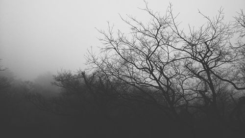 Bare trees in foggy weather