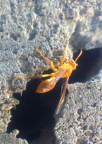 Close-up of rocks in water