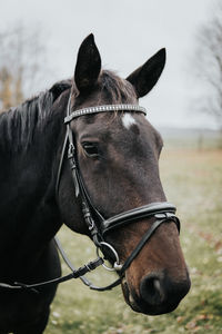Close-up of a horse on field
