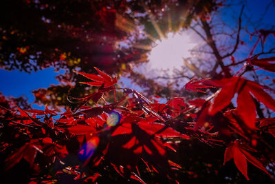 Close-up of maple leaves on tree