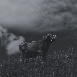 View of horse on field