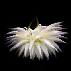 Close-up of white flower against black background