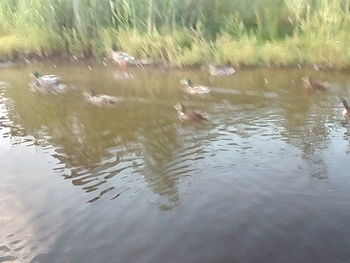 Birds flying over lake