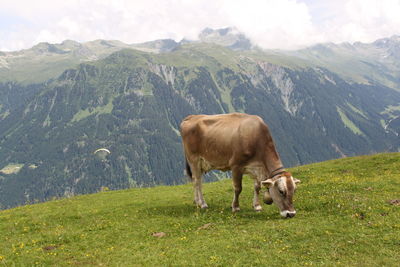 Cow grazing in a field