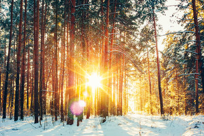 Trees on snow covered field against bright sun