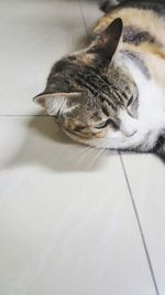 Close-up of a cat resting