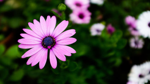 Close-up of purple flower blooming outdoors