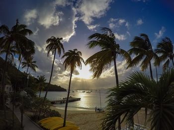 Palm trees at sunset