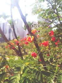 Close-up of red flowers blooming outdoors