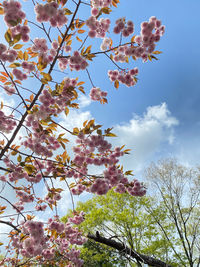 Low angle view of flowering tree against sky