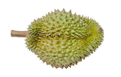 Close-up of fresh green plant against white background